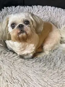 Heidi